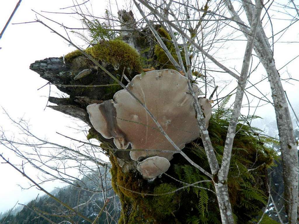 The biggest conk fungi I've ever seen