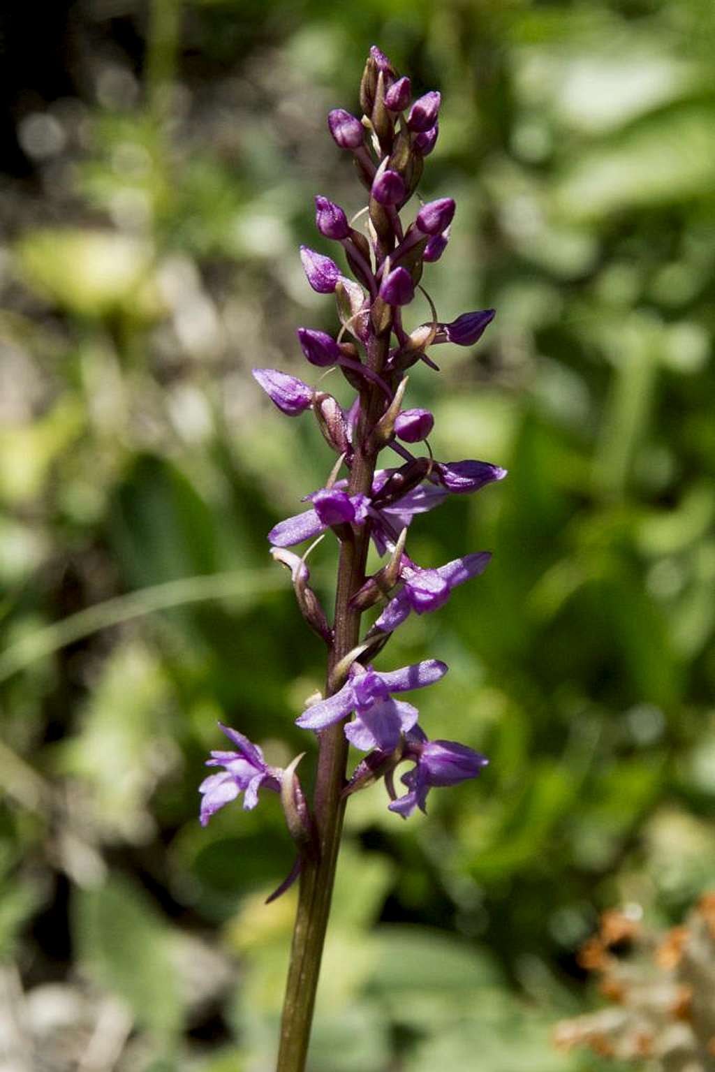 Gymnadenia conopsea