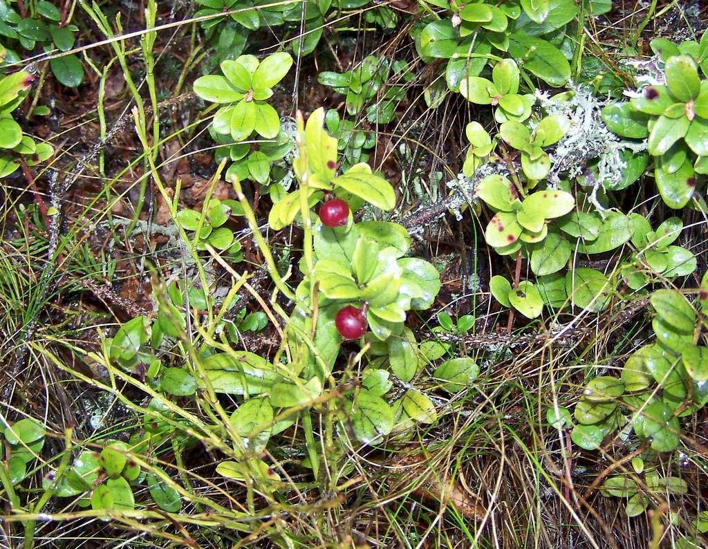 Lingonberry in February!