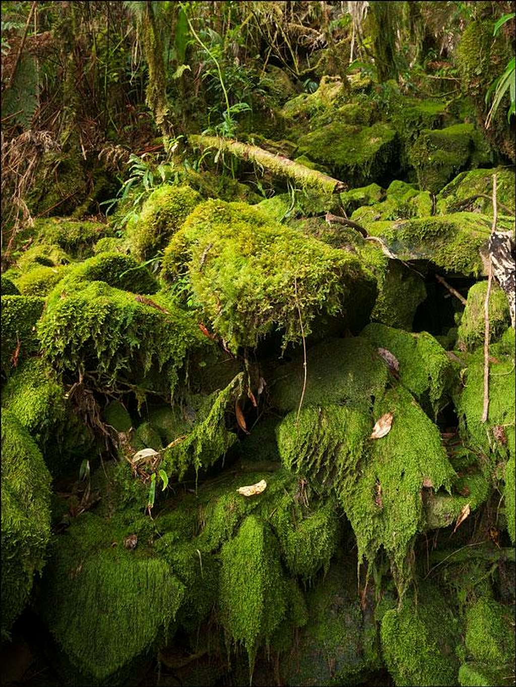 moss