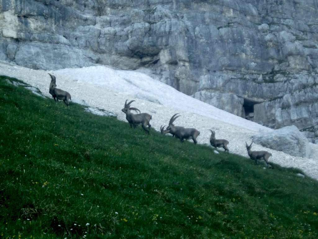 The first group of many, many ibex that day