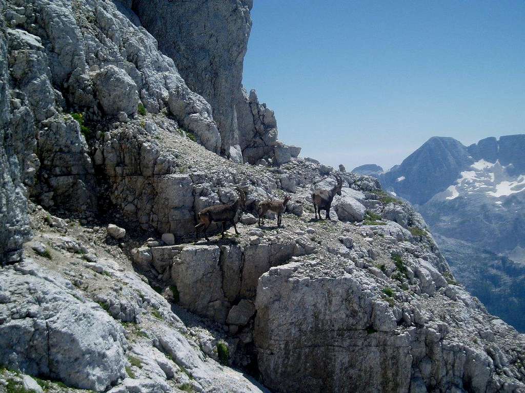 When in doubt, just follow the ibex