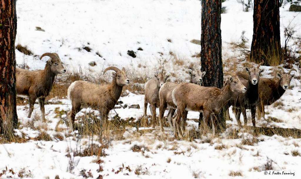Bighorns in winter