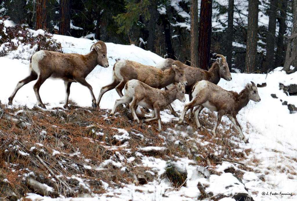 Bighorns with Yearling