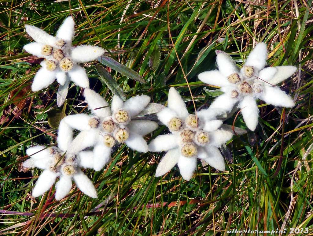 Leontopodium alpinum - Pala del Belia (Dolomites)