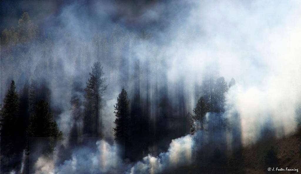 Smoke in the Forest