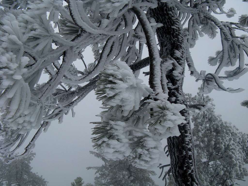 Frozen Tree in Storm in near whiteout