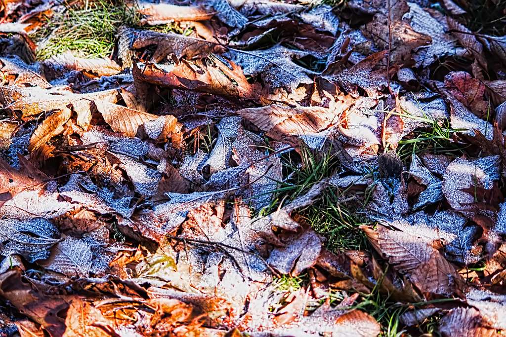Frosted Leaves - Craggy Dome