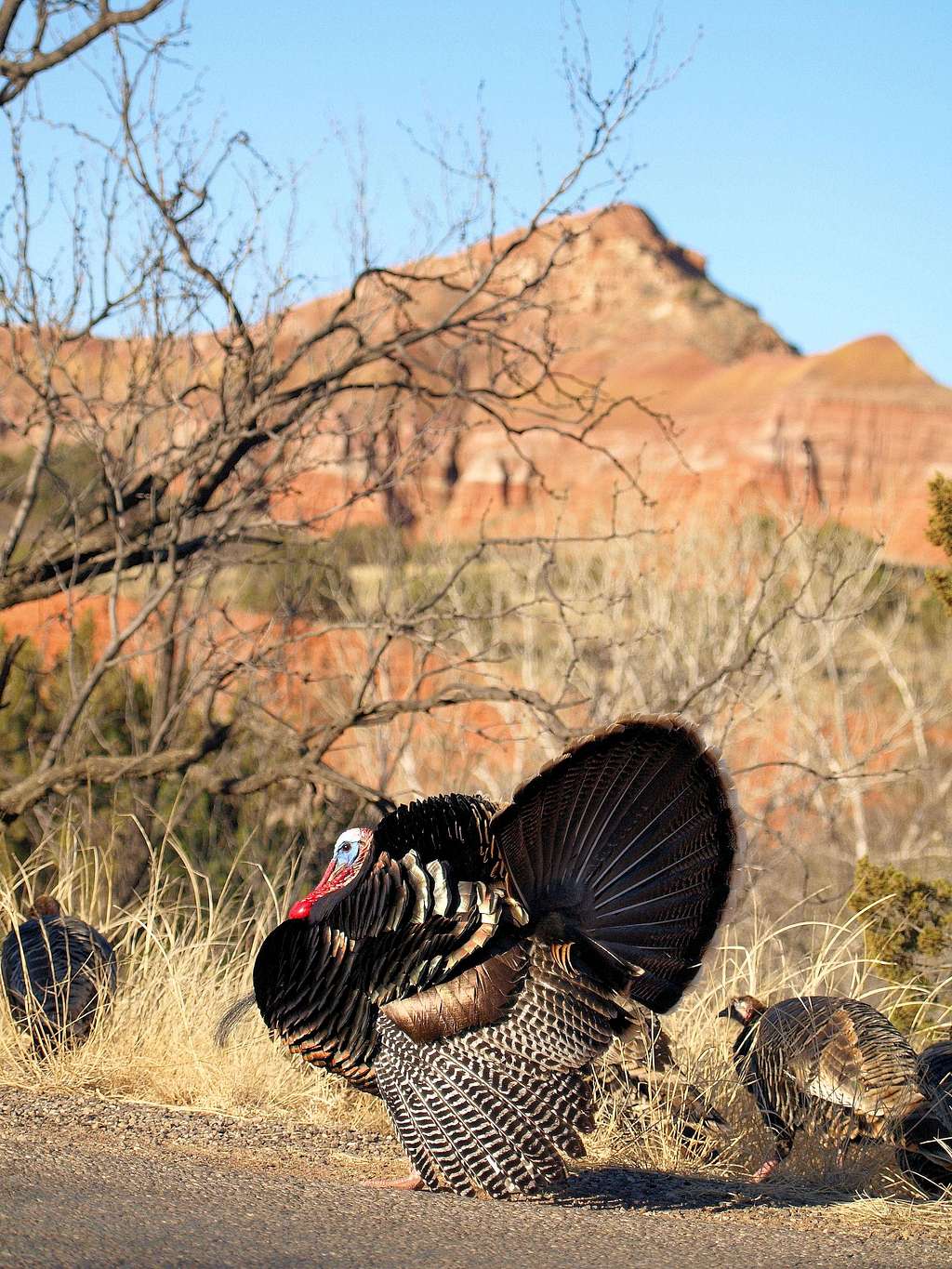 Capitol Peak and Gobbler