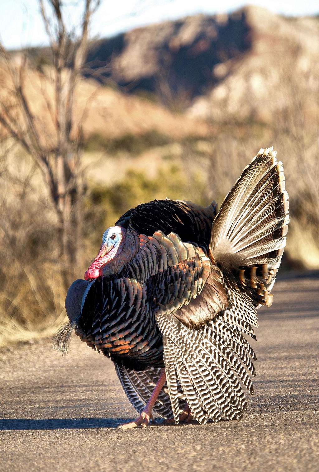 Palo Duro Turkey gobbler