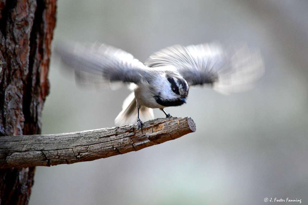 Mountain Chickadee