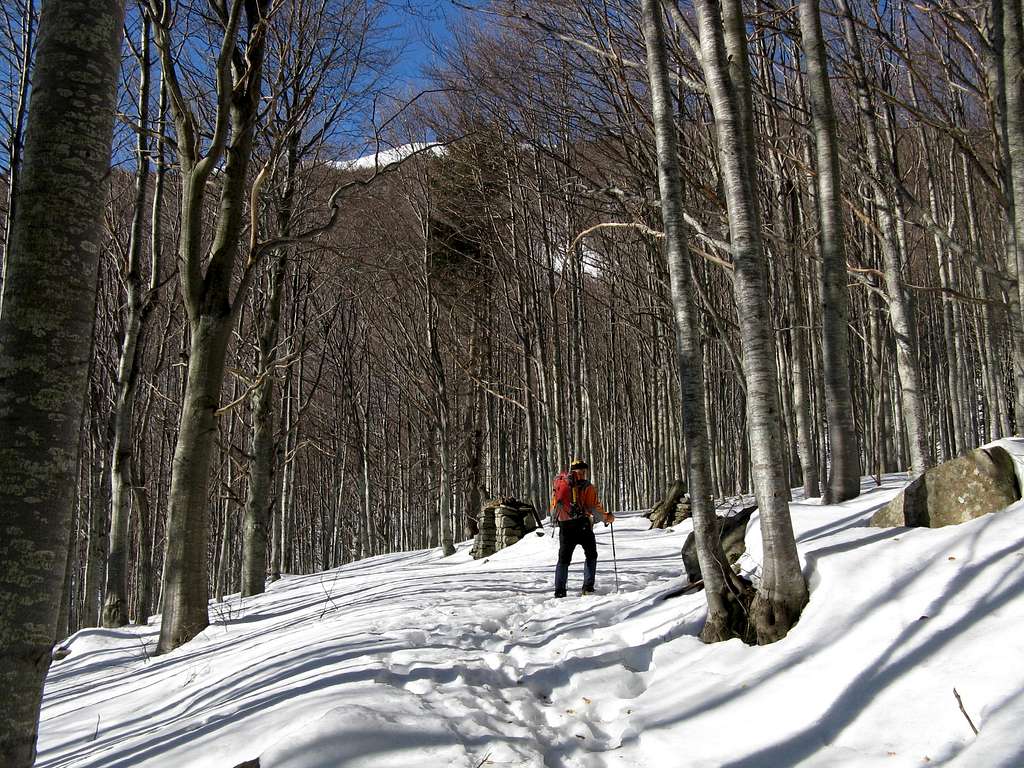Approach inside the beech-wood, Monte Orsaro