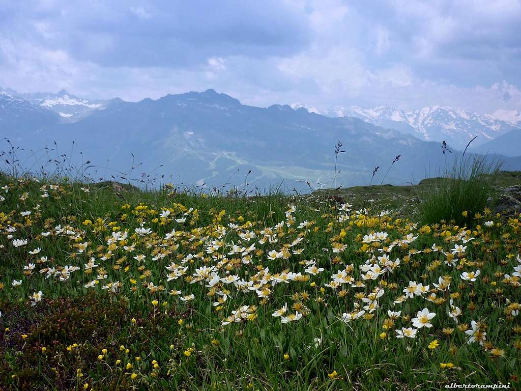 Late spring blooming, Brenta Dolomites