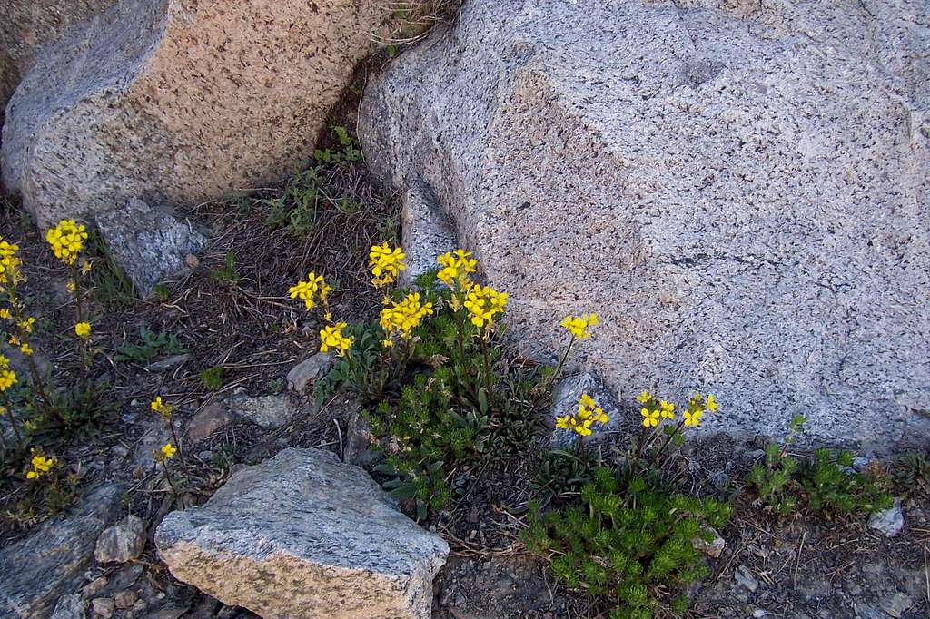 Sierra Nevada wildflowers