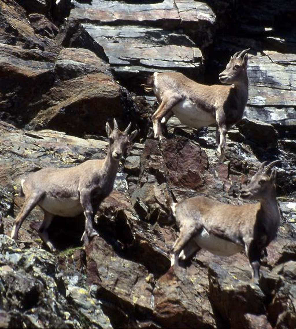 Female steinbocks (Capra ibex) <br>along the route to Colle del Pousset <i> 3198m</i>