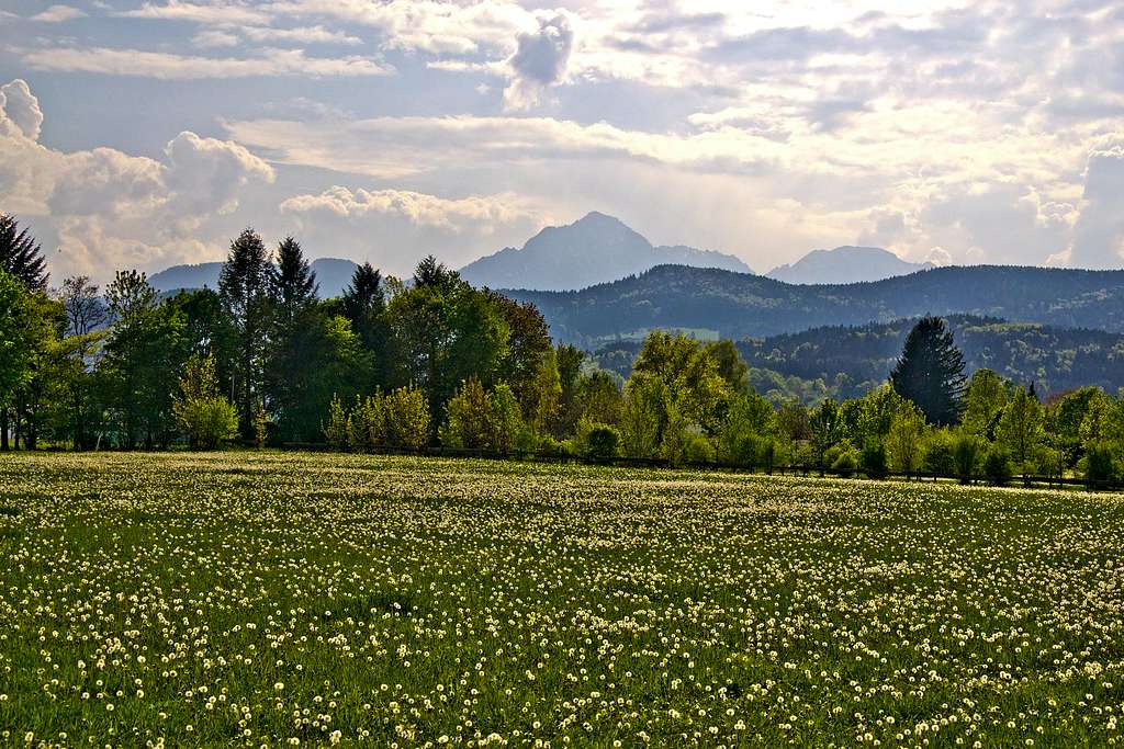 Dandelion field with Hochstaufen in the background