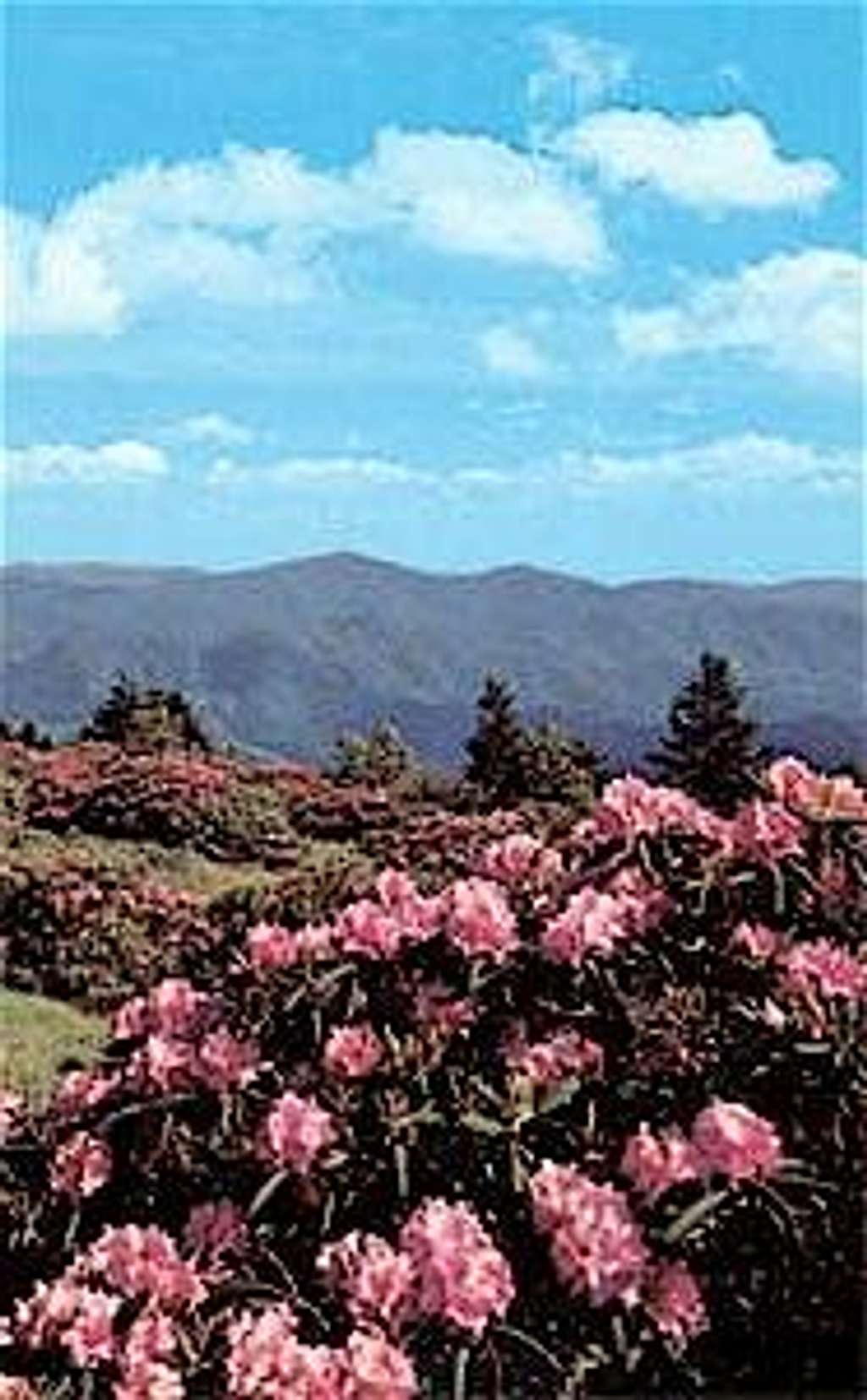 Rhododendron Gardens 
 
 