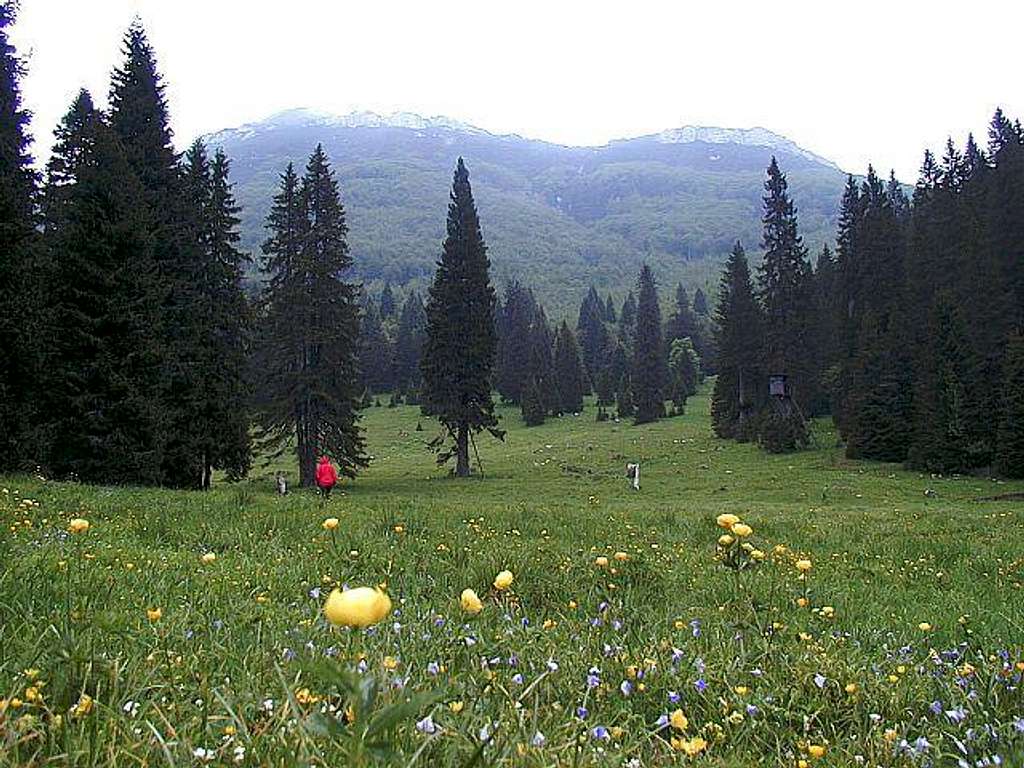 Grcovec - a nice meadow in...