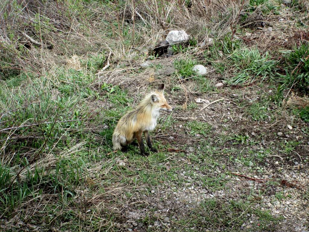 Fox seen near the snake river, Grand Teton National Park
