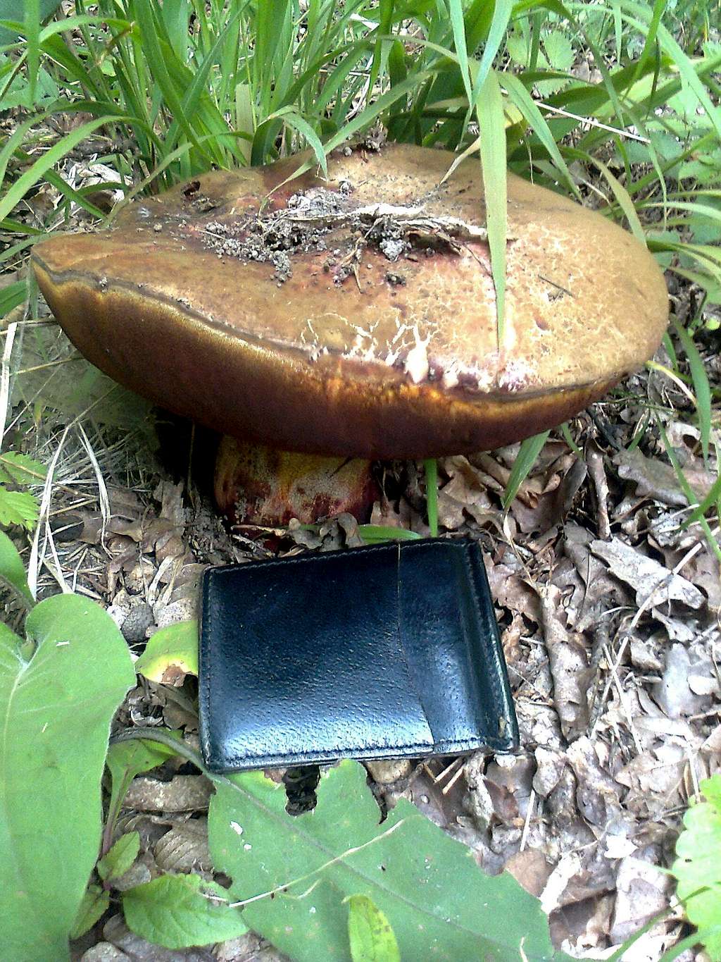 Huge mushroom
