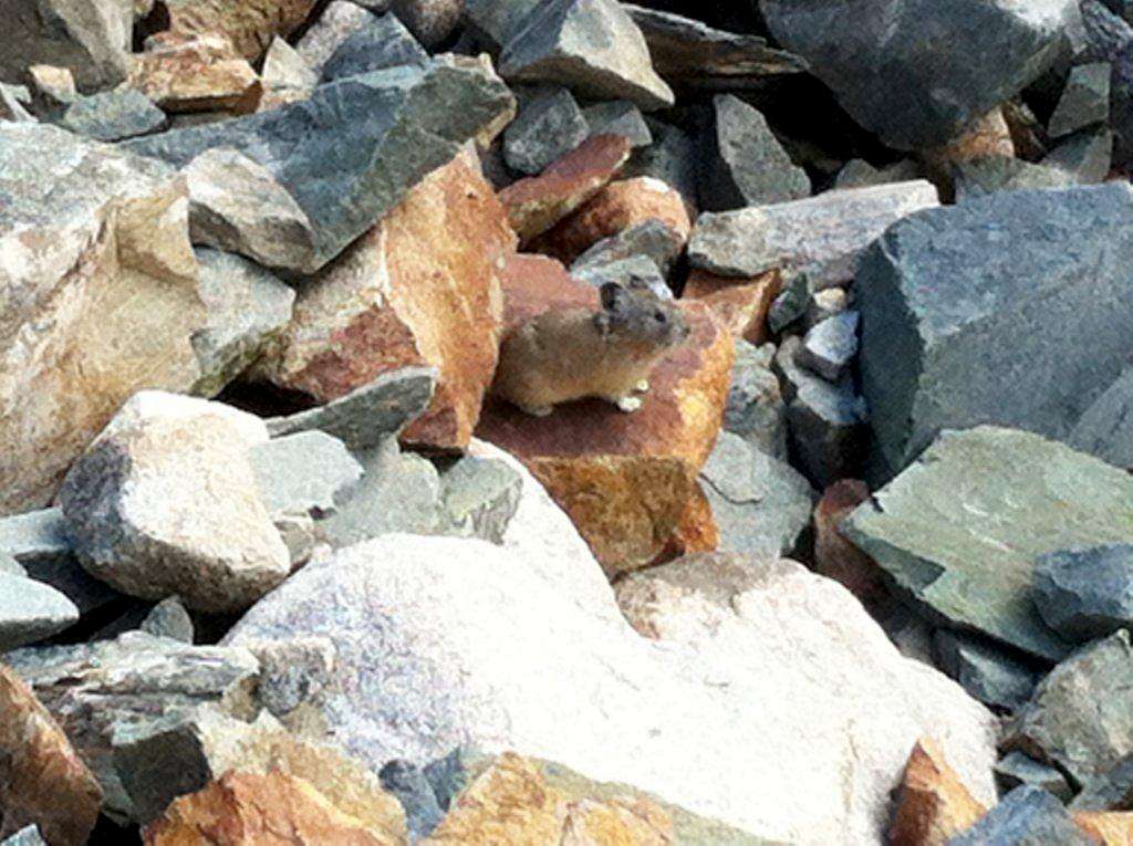 Can you spot the pika?