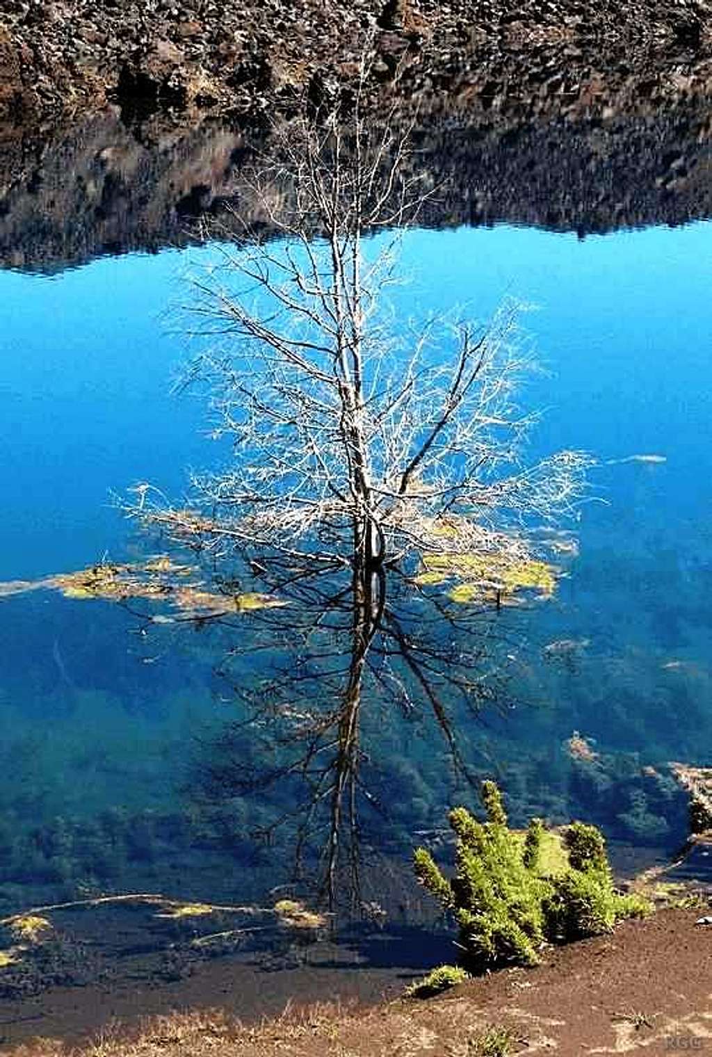 Drowned tree