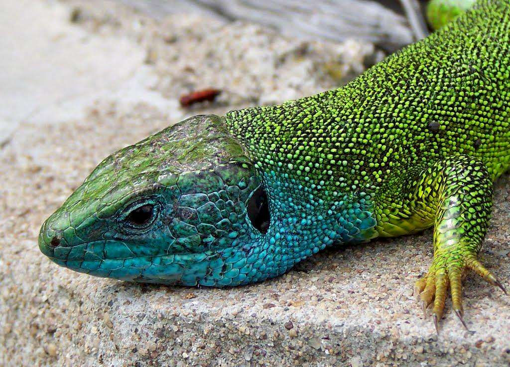 Male European Green Lizard
