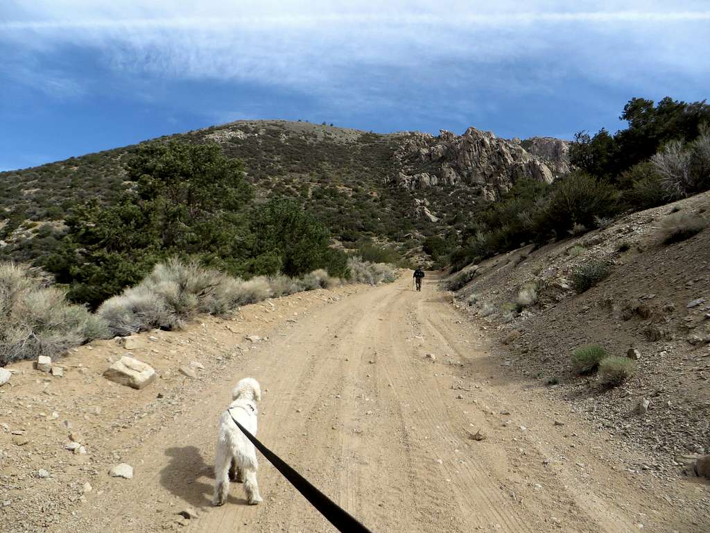 Tahoe the dog anxious to walk up the road as the towering East Corey Peak rises above