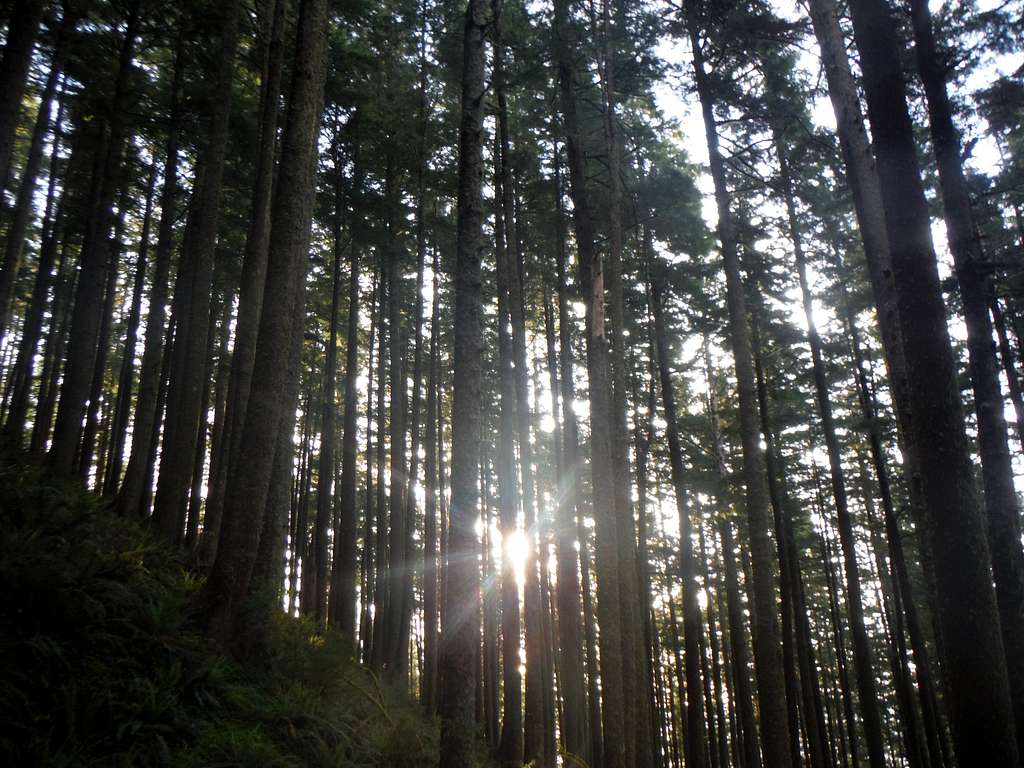 Sun piercing through the trees