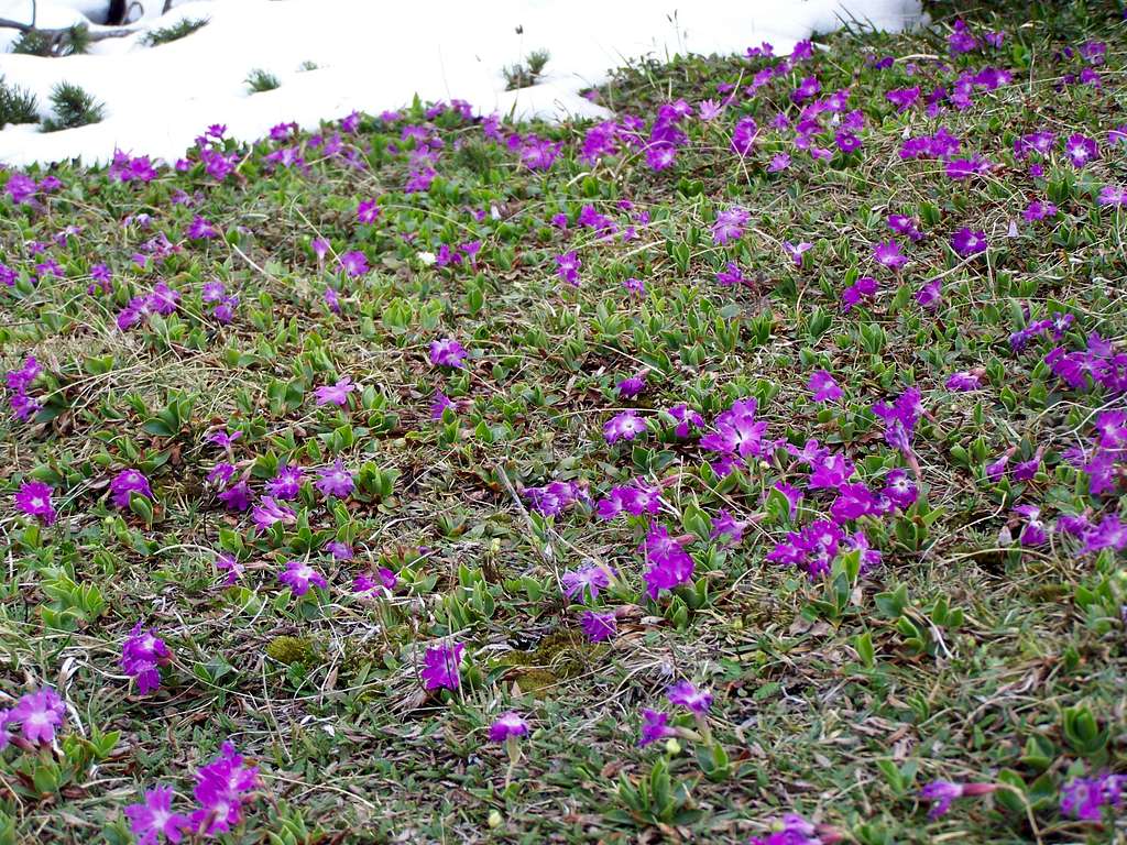 Field of Primulas