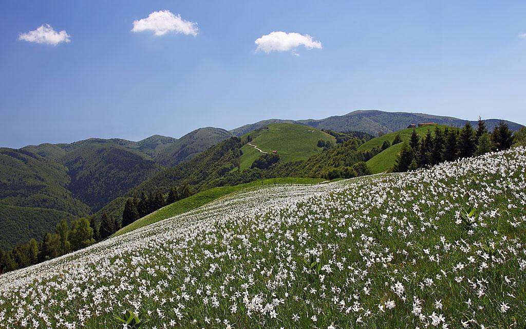 Narcissus fields below Malga Garda