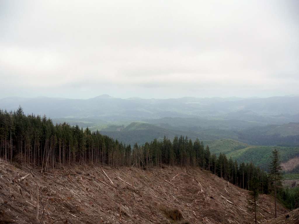 Looking east from a clearcut
