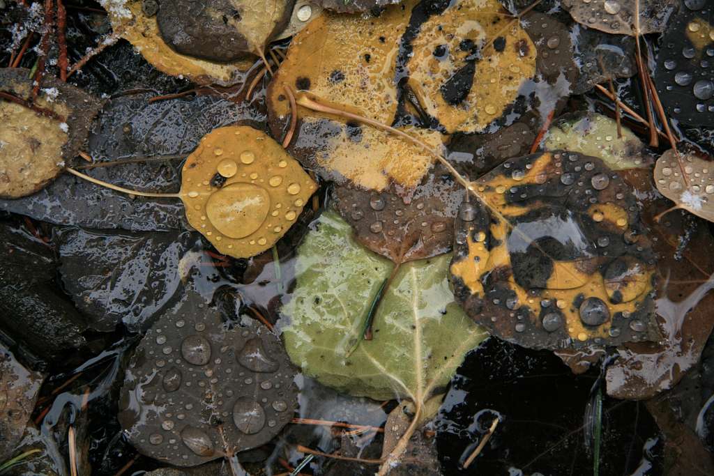 Fallen Aspen Leaves in Snowmelt
