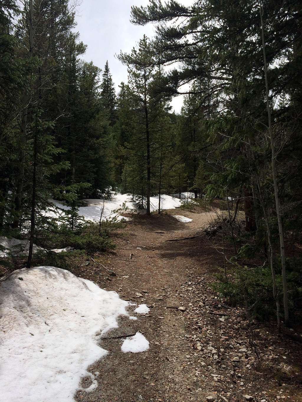 Snow Patches on Harvard's Trail