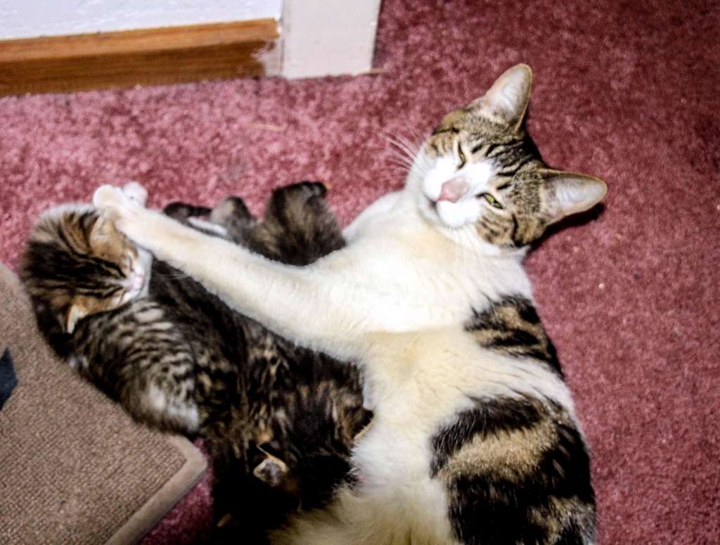 Coco Mama with her kittens