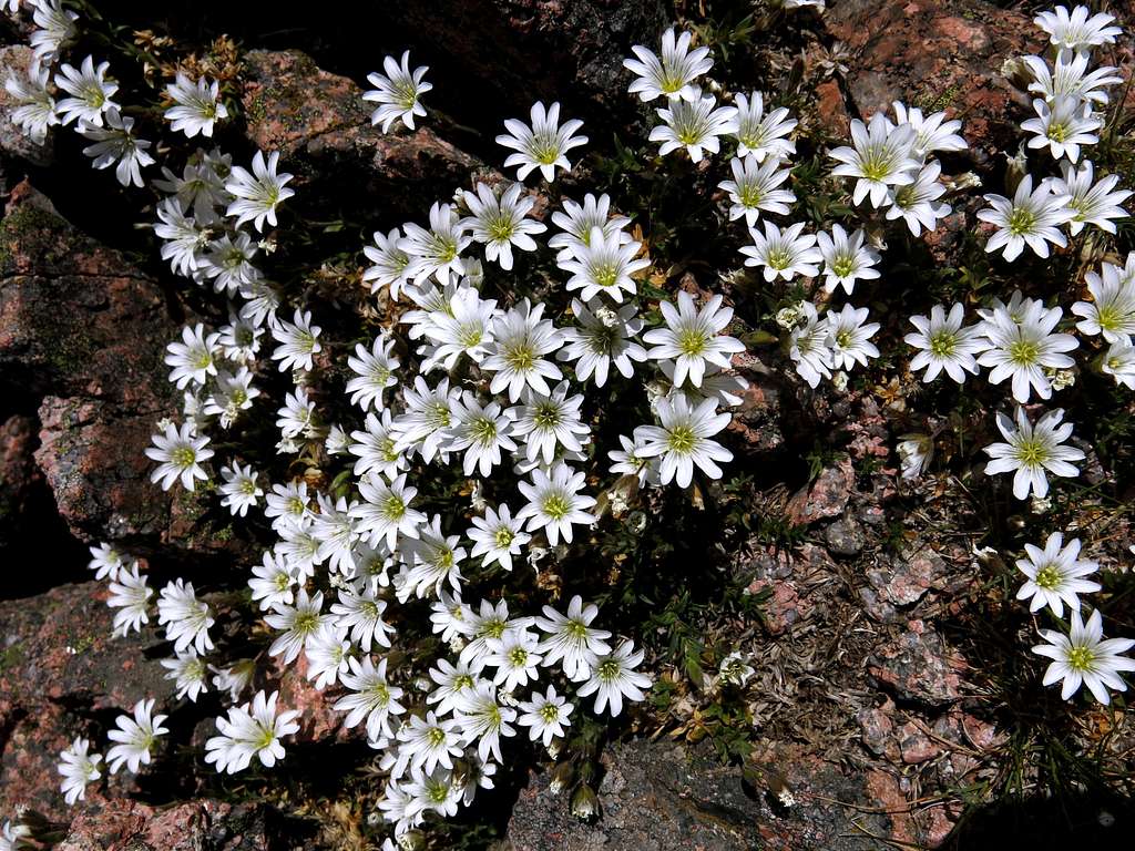 Cerastio unifloro (Cerastium Uniflorum), Bavella