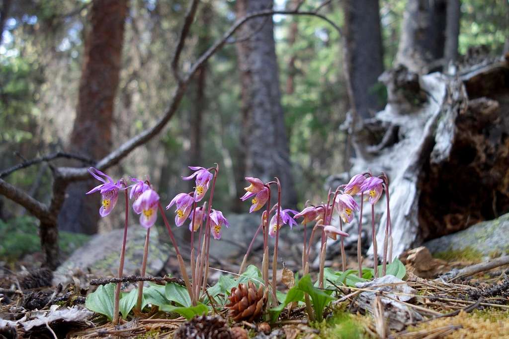 Fairy Slipper