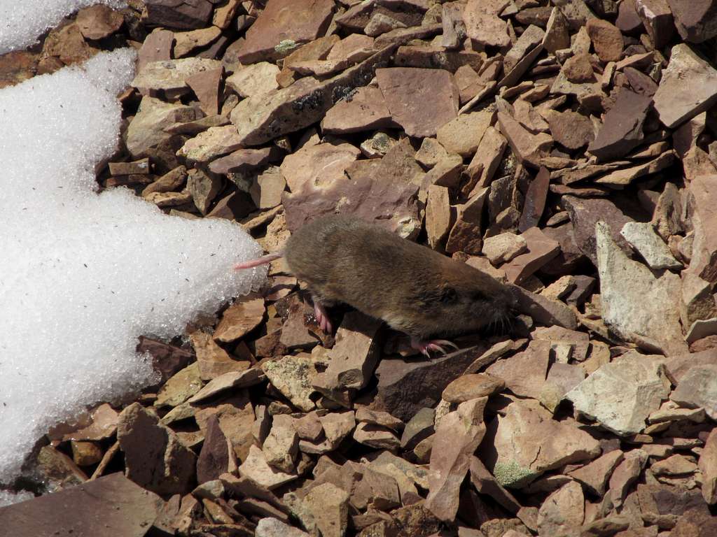 pocket gopher