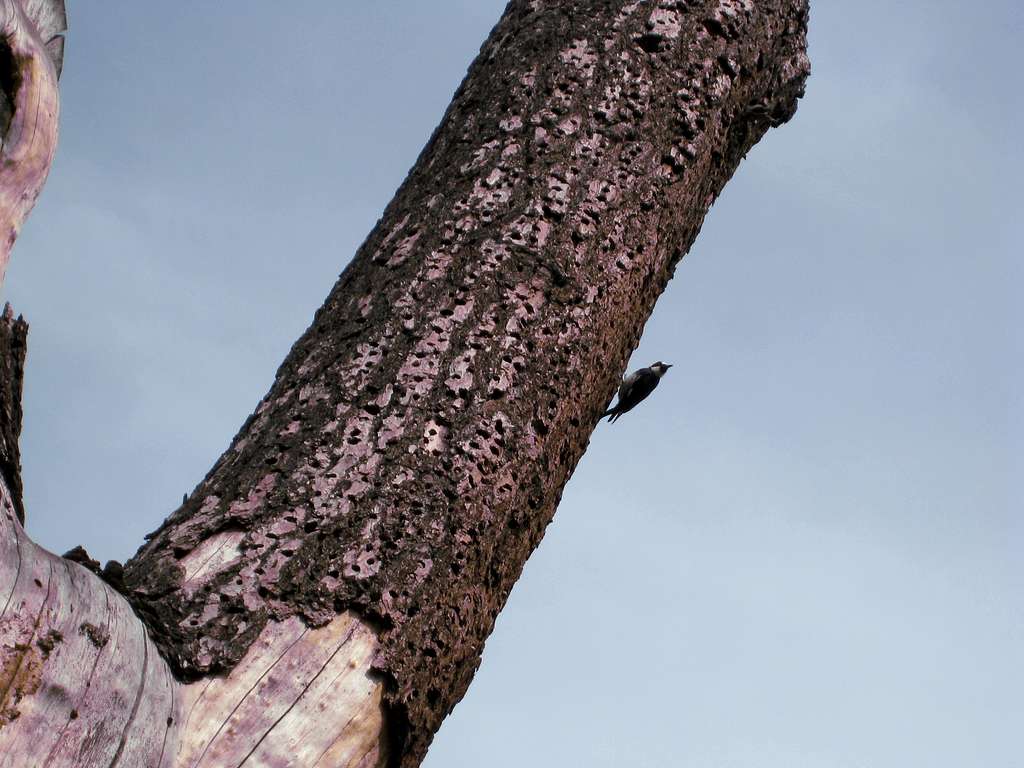 Woodpecker Tree