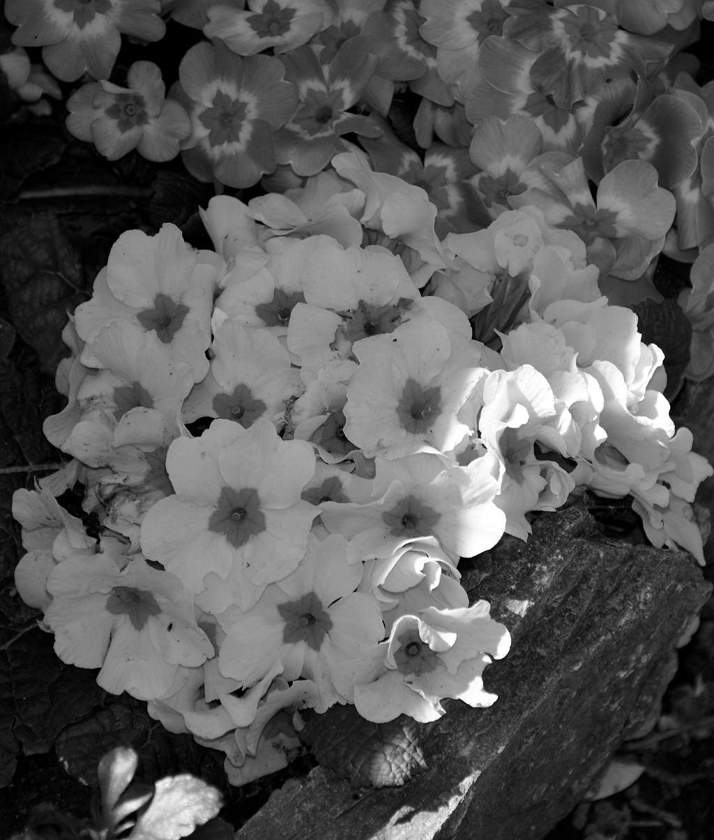 Nearly Seven Various Authors in B&W (By  Antonio) Mountain Bouquet