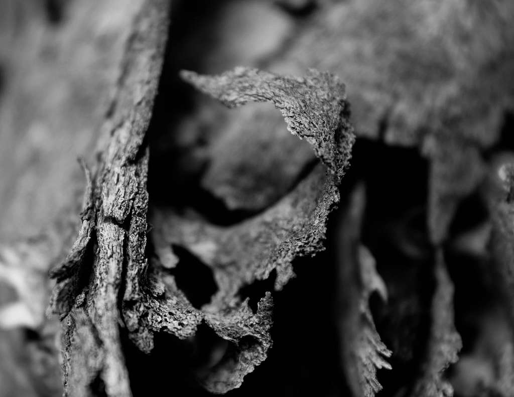 decaying bone