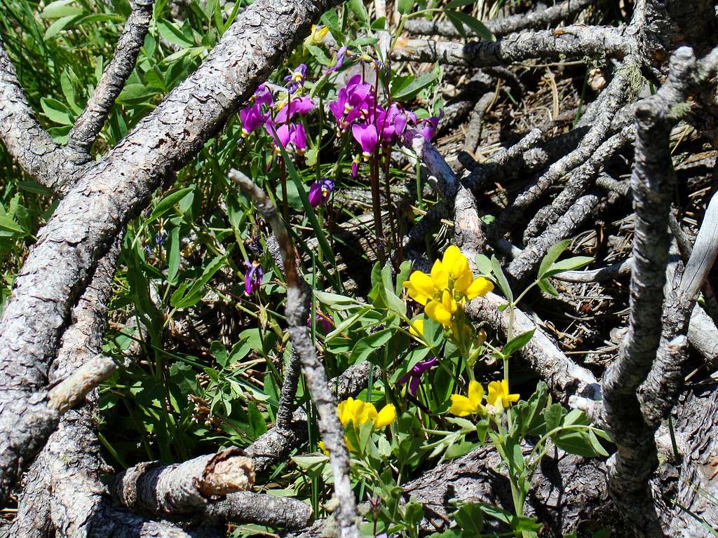 Sylvan Peak Wildflowers