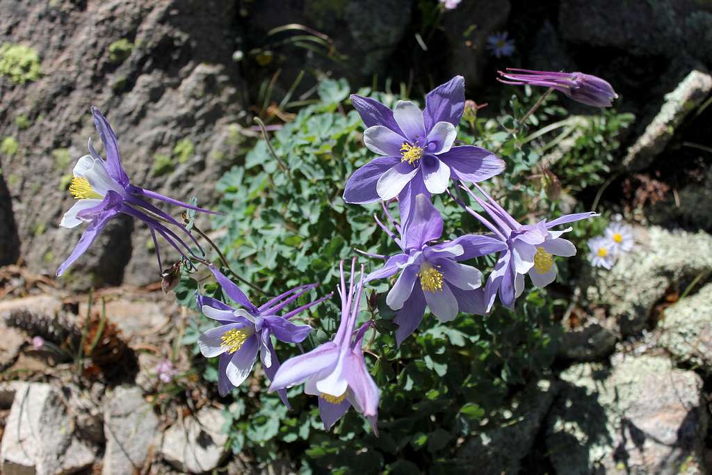 Colorado State Flower