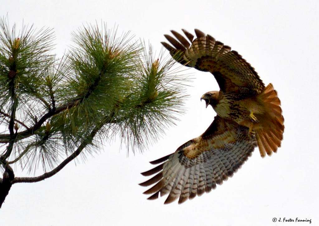 Red Tailed Hawk Landing