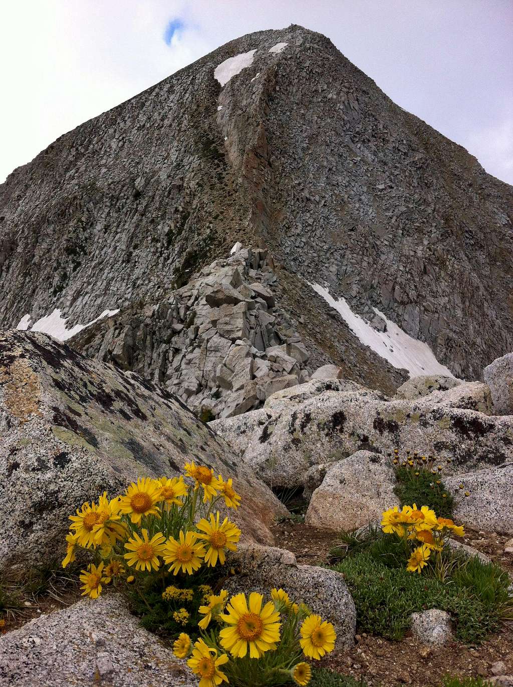 Pfeifferhorn wildflowers