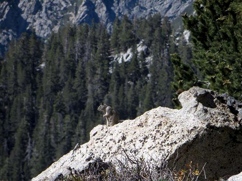 Squirrel at Wellman Divide