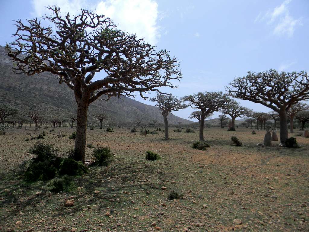 Frankincense Trees, Homhil Protected Area