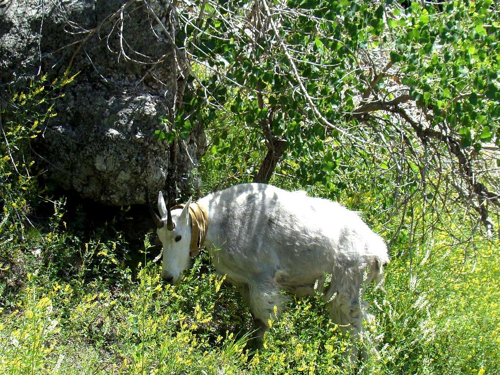 Black Hills Mountain Goat