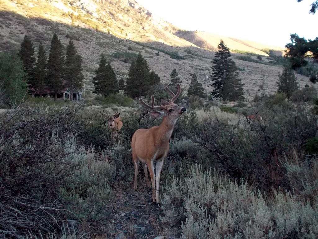 A Couple of Bucks