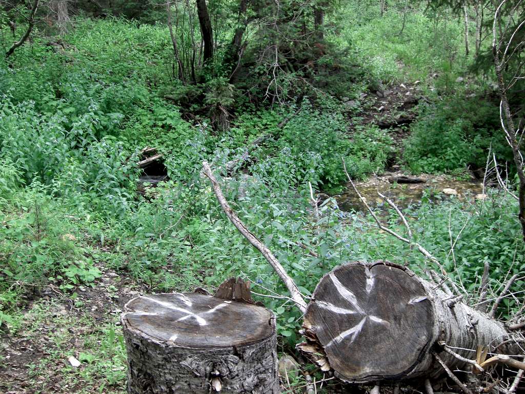Bull Mountain Creek-crossing Stump